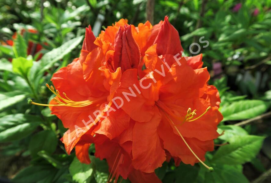Azalka 'Gibraltar' - Azalea (KH) 'Gibraltar'