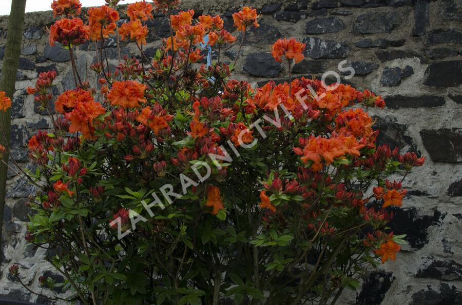 Azalka 'Gibraltar' - Azalea (KH) 'Gibraltar'