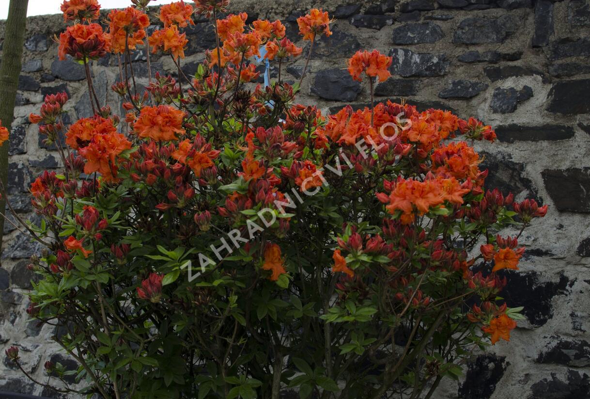 Azalka 'Gibraltar' - Azalea (KH) 'Gibraltar'