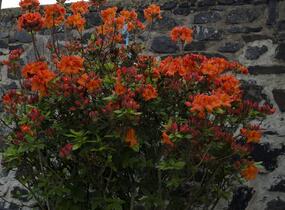 Azalka 'Gibraltar' - Azalea (KH) 'Gibraltar'