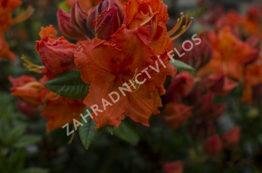 Azalka 'Gibraltar' - Azalea (KH) 'Gibraltar'