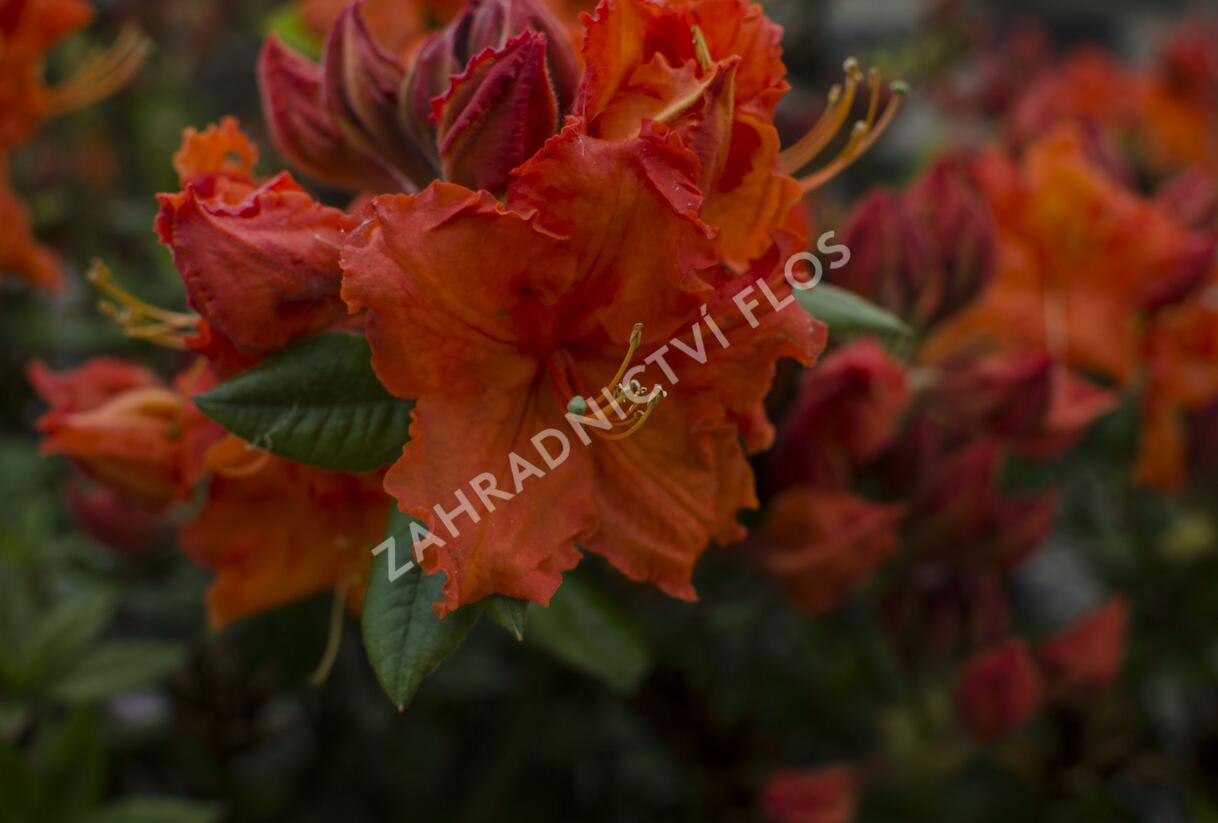 Azalka 'Gibraltar' - Azalea (KH) 'Gibraltar'
