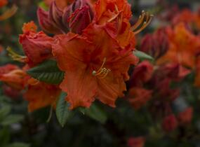 Azalka 'Gibraltar' - Azalea (KH) 'Gibraltar'