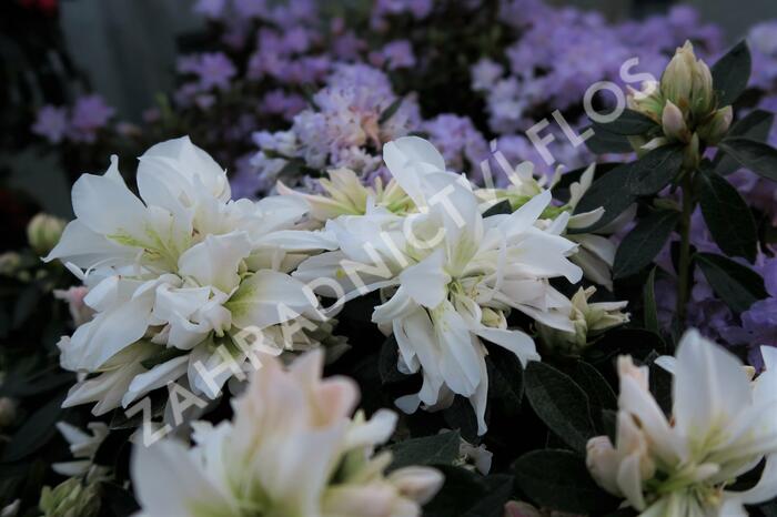 Azalka japonská 'Bianca' - Azalea japonica 'Bianca'