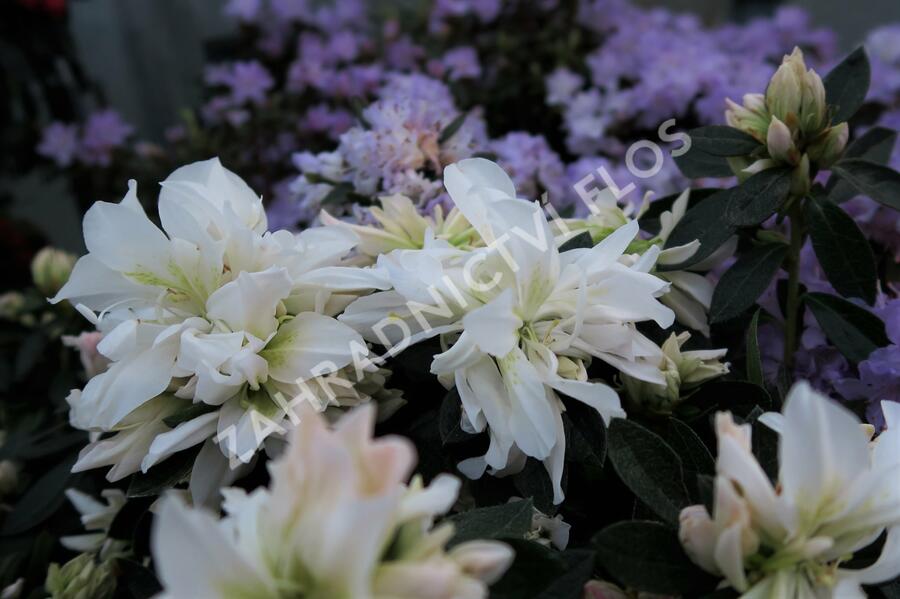 Azalka japonská 'Bianca' - Azalea japonica 'Bianca'