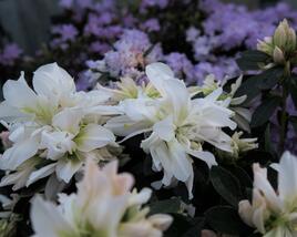 Azalka japonská 'Bianca'