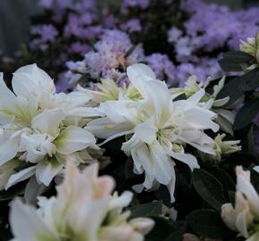 Azalka japonská 'Bianca' - Azalea japonica 'Bianca'