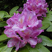 Pěnišník 'Catawbiense Boursault' - Rhododendron (T) 'Catawbiense Boursault'