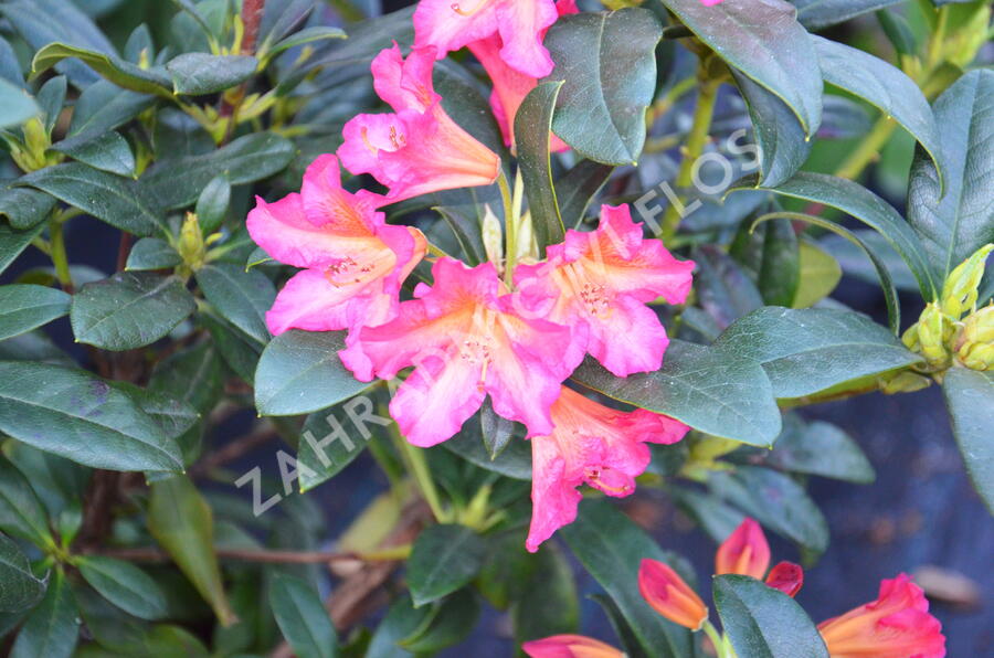 Pěnišník 'Scyphocalix' - Rhododendron 'Scyphocalix'