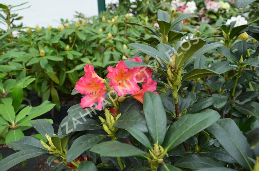 Pěnišník 'Scyphocalix' - Rhododendron 'Scyphocalix'