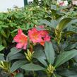 Pěnišník 'Scyphocalix' - Rhododendron 'Scyphocalix'