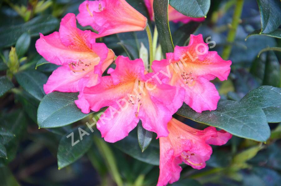 Pěnišník 'Scyphocalix' - Rhododendron 'Scyphocalix'