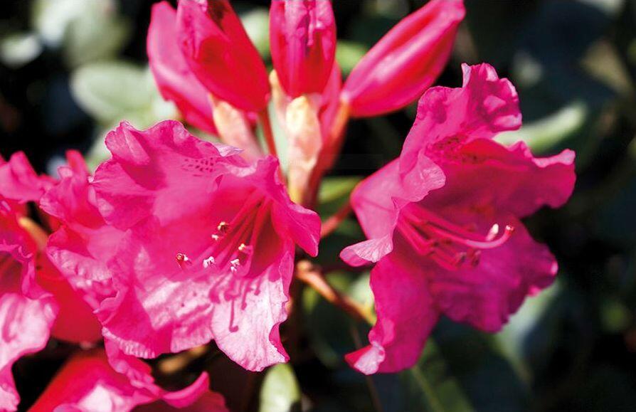 Pnink 'August Lamken' - Rhododendron 'August Lamken' | Zahradnictv FLOS