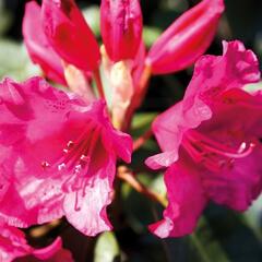 Pěnišník 'August Lamken' - Rhododendron 'August Lamken'