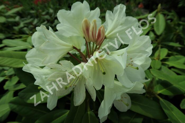 Pěnišník 'Goldfort' - Rhododendron (Y) 'Goldfort'