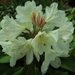 Pěnišník 'Goldfort' - Rhododendron (Y) 'Goldfort'