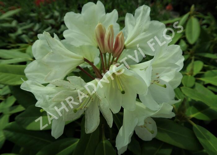 Pěnišník 'Goldfort' - Rhododendron (Y) 'Goldfort'