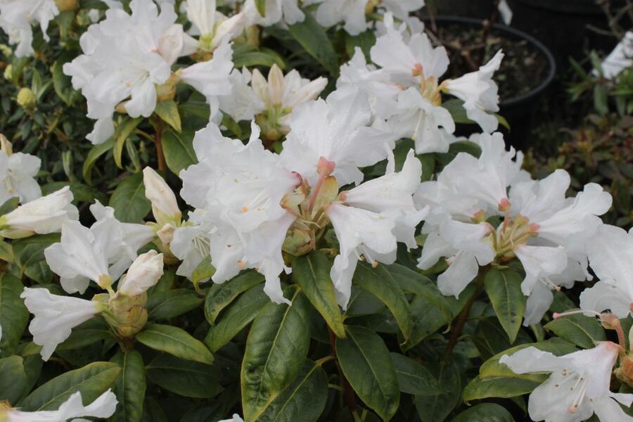 Pěnišník 'Dora Amateis' - Rhododendron (Y) 'Dora Amateis'