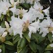 Pěnišník 'Dora Amateis' - Rhododendron (Y) 'Dora Amateis'