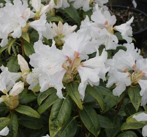 Pěnišník 'Dora Amateis' - Rhododendron (Y) 'Dora Amateis'