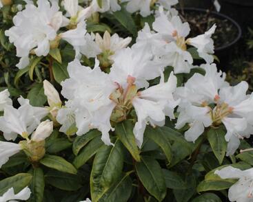 Pěnišník 'Dora Amateis'