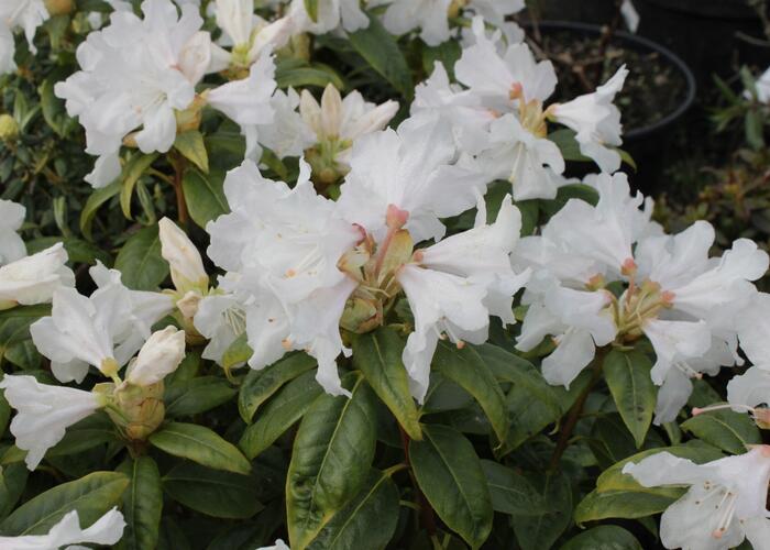 Pěnišník 'Dora Amateis' - Rhododendron (Y) 'Dora Amateis'