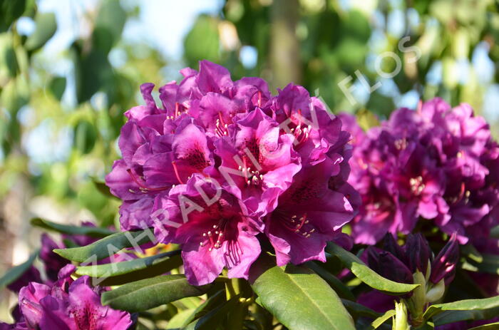 Pěnišník 'Polarnacht' - Rhododendron (T) 'Polarnacht'