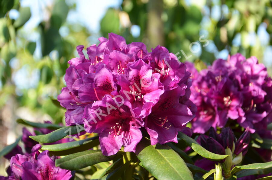 Pěnišník 'Polarnacht' - Rhododendron (T) 'Polarnacht'