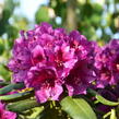 Pěnišník 'Polarnacht' - Rhododendron (T) 'Polarnacht'