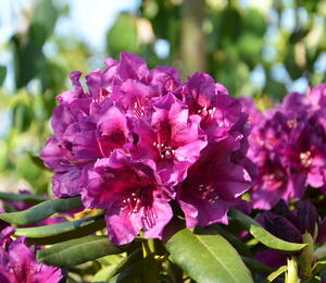 Pěnišník 'Polarnacht' - Rhododendron (T) 'Polarnacht'