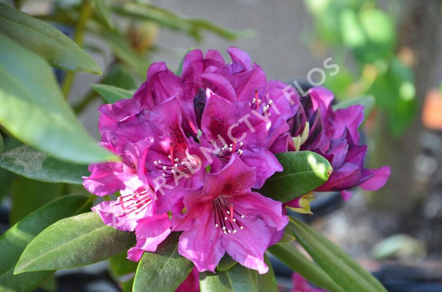 Pěnišník 'Polarnacht' - Rhododendron (T) 'Polarnacht'