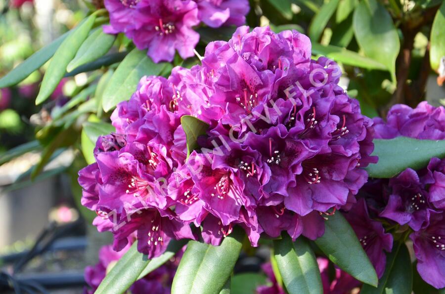 Pěnišník 'Polarnacht' - Rhododendron (T) 'Polarnacht'