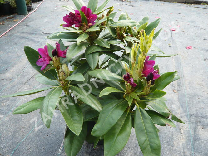 Pěnišník 'Polarnacht' - Rhododendron (T) 'Polarnacht'