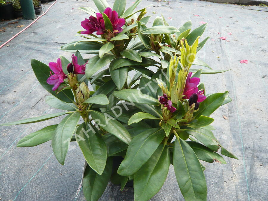 Pěnišník 'Polarnacht' - Rhododendron (T) 'Polarnacht'