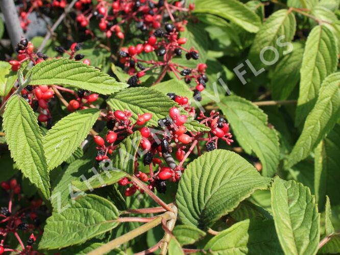 Kalina japonská 'Popcorn' - Viburnum plicatum 'Popcorn'