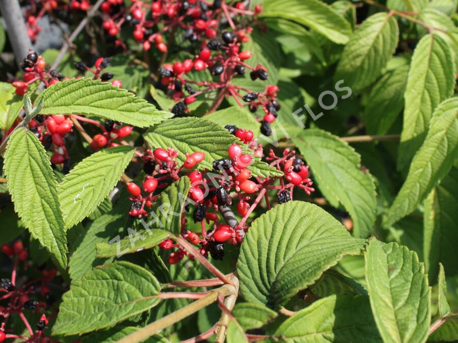 Kalina japonská 'Popcorn' - Viburnum plicatum 'Popcorn'