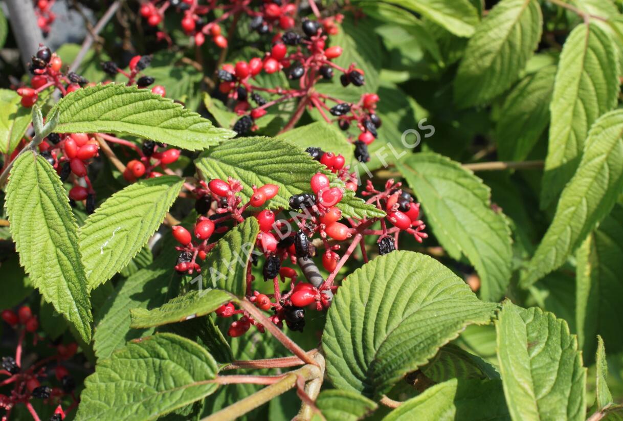 Kalina japonská 'Popcorn' - Viburnum plicatum 'Popcorn'