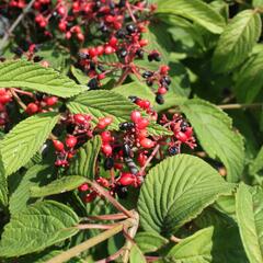 Kalina japonská 'Popcorn' - Viburnum plicatum 'Popcorn'