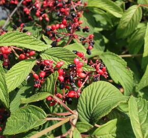 Kalina japonská 'Popcorn' - Viburnum plicatum 'Popcorn'