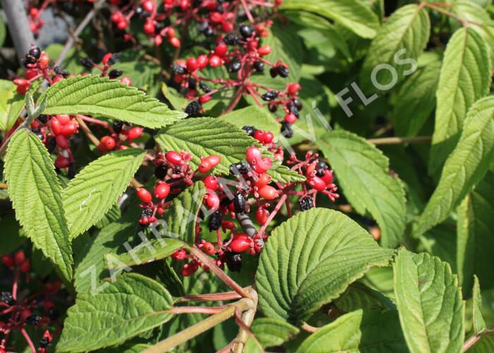 Kalina japonská 'Popcorn' - Viburnum plicatum 'Popcorn'