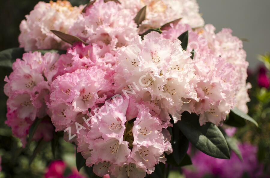 Pěnišník 'Fantastica' - Rhododendron (Y) 'Fantastica'