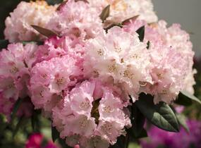 Pěnišník 'Fantastica' - Rhododendron (Y) 'Fantastica'