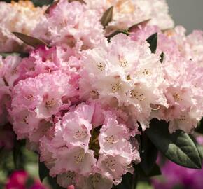 Pěnišník 'Fantastica' - Rhododendron (Y) 'Fantastica'