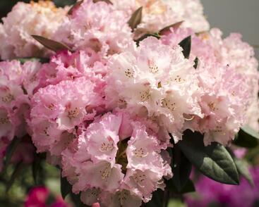 Pěnišník 'Fantastica'