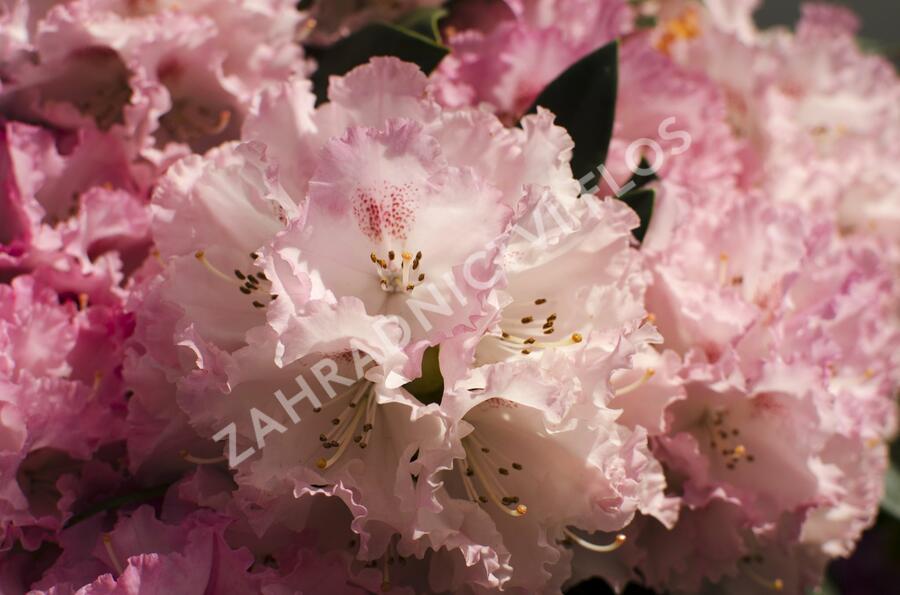 Pěnišník 'Fantastica' - Rhododendron (Y) 'Fantastica'