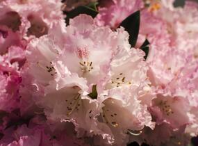 Pěnišník 'Fantastica' - Rhododendron (Y) 'Fantastica'