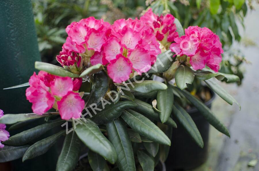 Pěnišník 'Fantastica' - Rhododendron (Y) 'Fantastica'