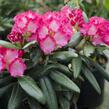 Pěnišník 'Fantastica' - Rhododendron (Y) 'Fantastica'