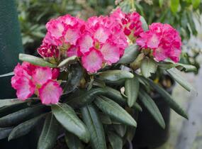 Pěnišník 'Fantastica' - Rhododendron (Y) 'Fantastica'