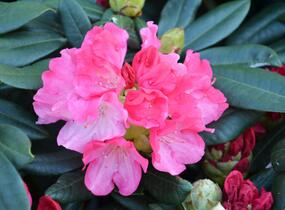 Pěnišník 'Fantastica' - Rhododendron (Y) 'Fantastica'